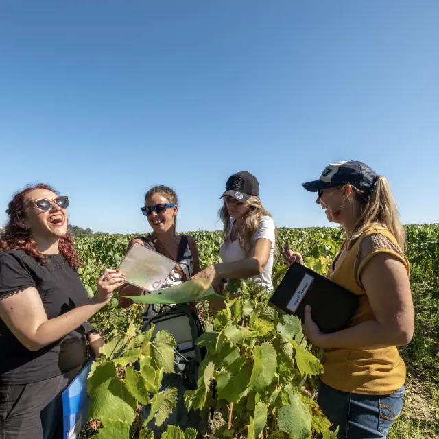 Activités autour du Muscadet : Les balades dans les vignes