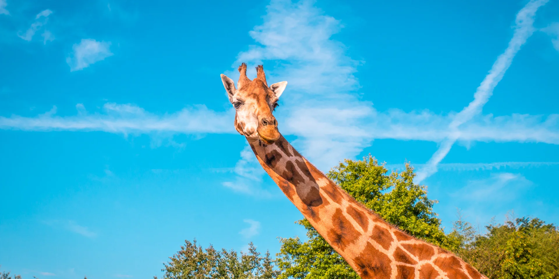 Our must-sees: Boissière du Doré Zoo