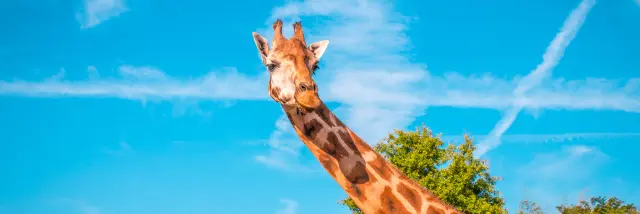 Nos incontournables : Zoo de la Boissière du Doré