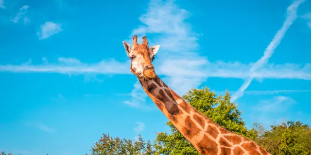 Our must-sees: Boissière du Doré Zoo