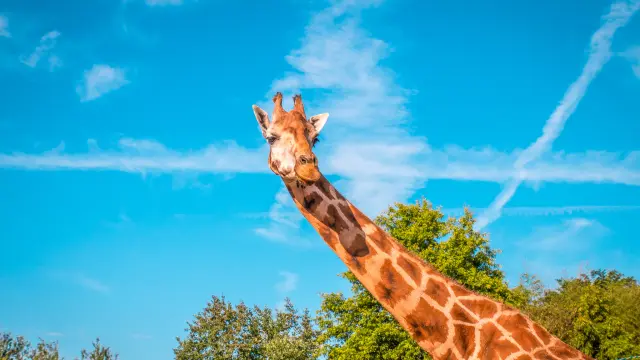 Our must-sees: Boissière du Doré Zoo