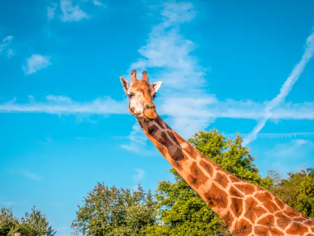 Our must-sees: Boissière du Doré Zoo