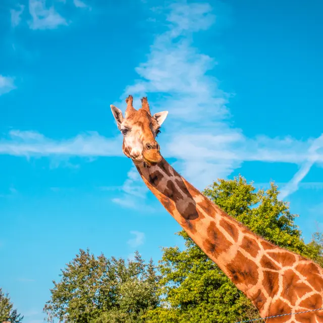 Our must-sees: Boissière du Doré Zoo