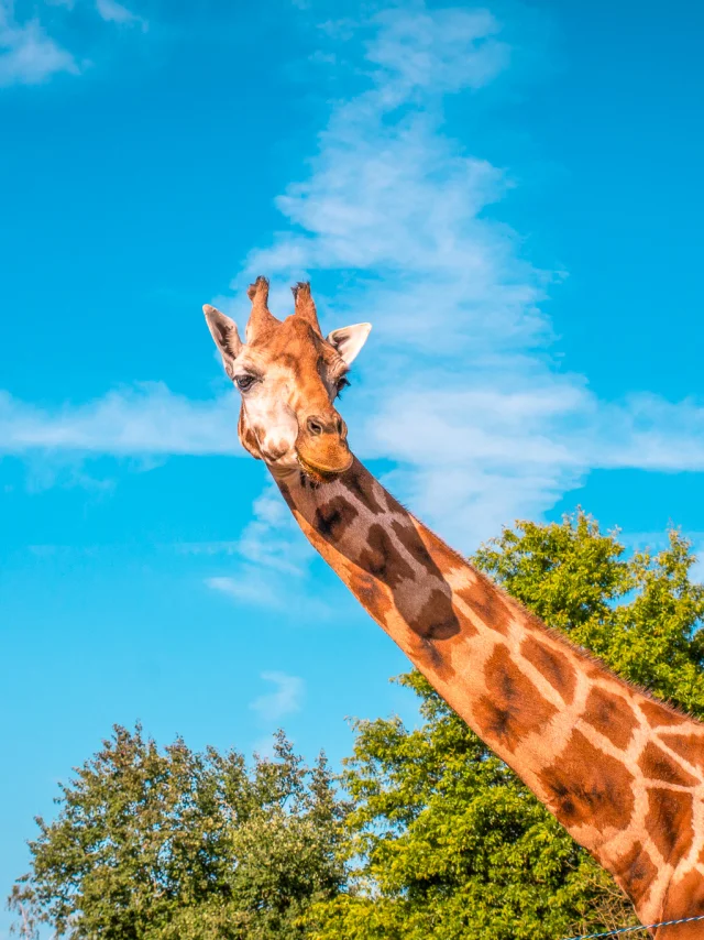 Our must-sees: Boissière du Doré Zoo