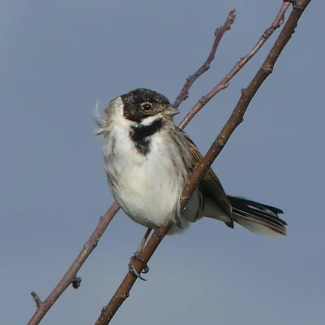 Birdwatching in the Goulaine marshes: Reed Bunting