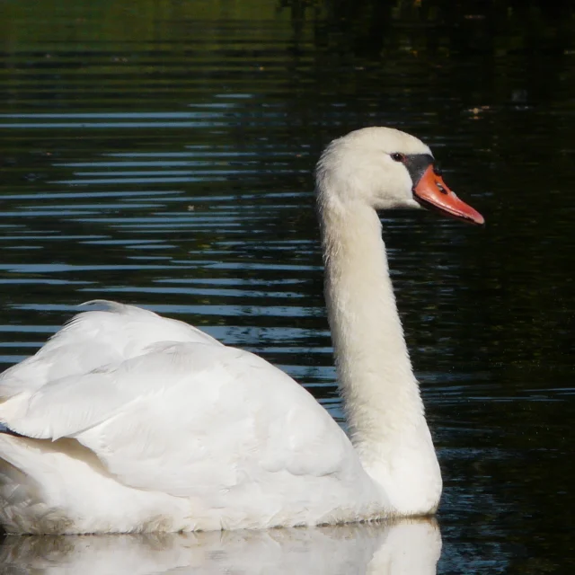 Birdwatching in the Goulaine marshes: Tundra swans
