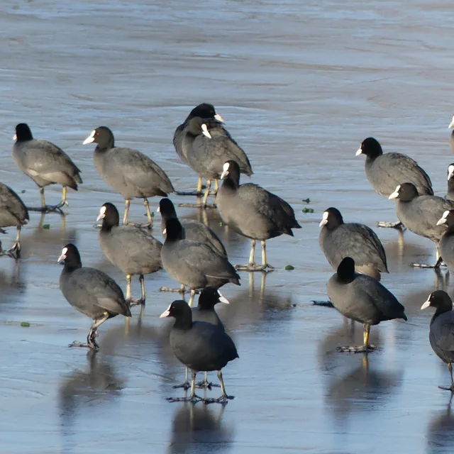 Birdwatching in the Goulaine marsh: Coot