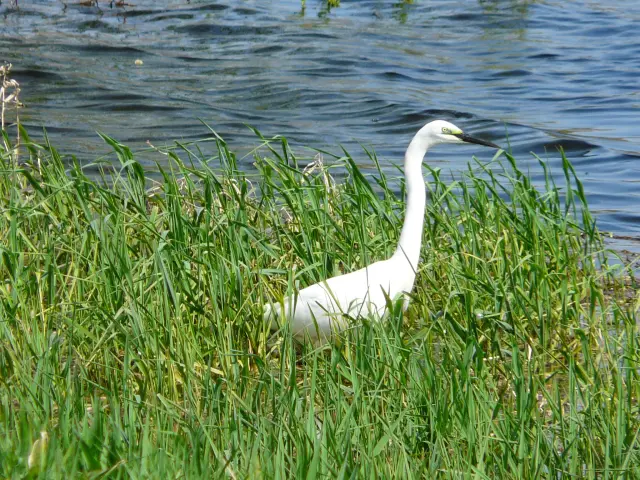 Observation d'oiseaux dans le marais de Goulaine : Grande Aigrette