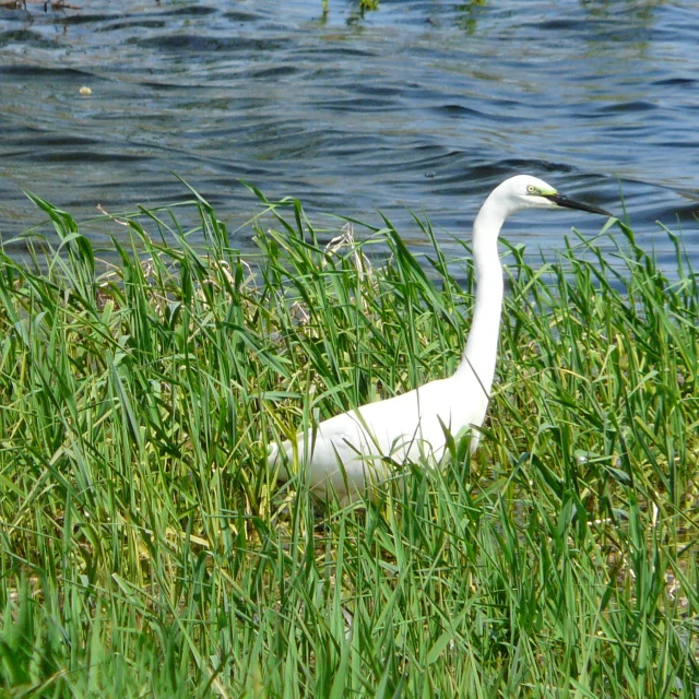 Birdwatching in the Goulaine marshes: Great Egret