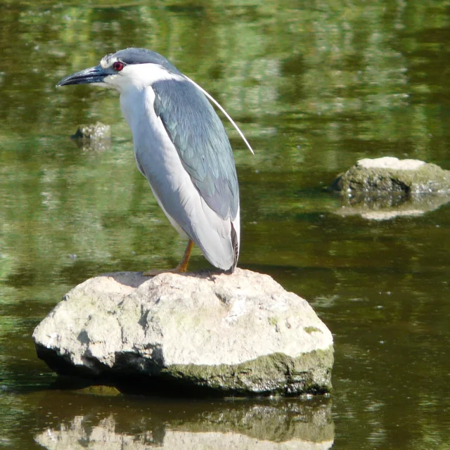 Birdwatching in the Goulaine marshes: Black-crowned night heron