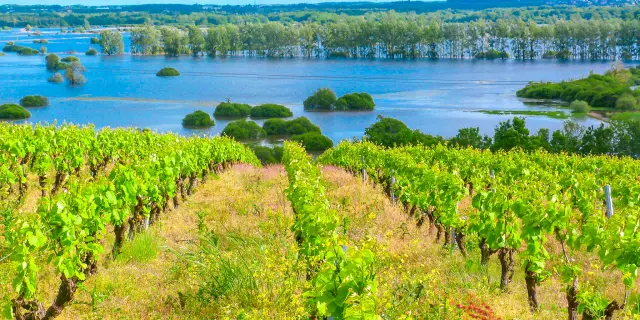Weekend hike near Nantes: view of the vineyards and the Goulaine marshes from the Butte de la Roche