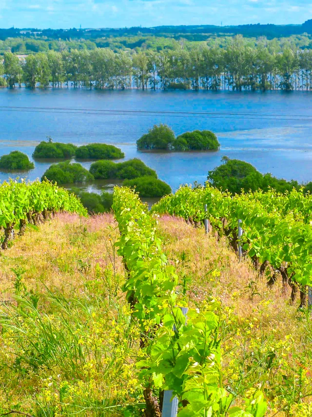 Weekend hike near Nantes: view of the vineyards and the Goulaine marshes from the Butte de la Roche
