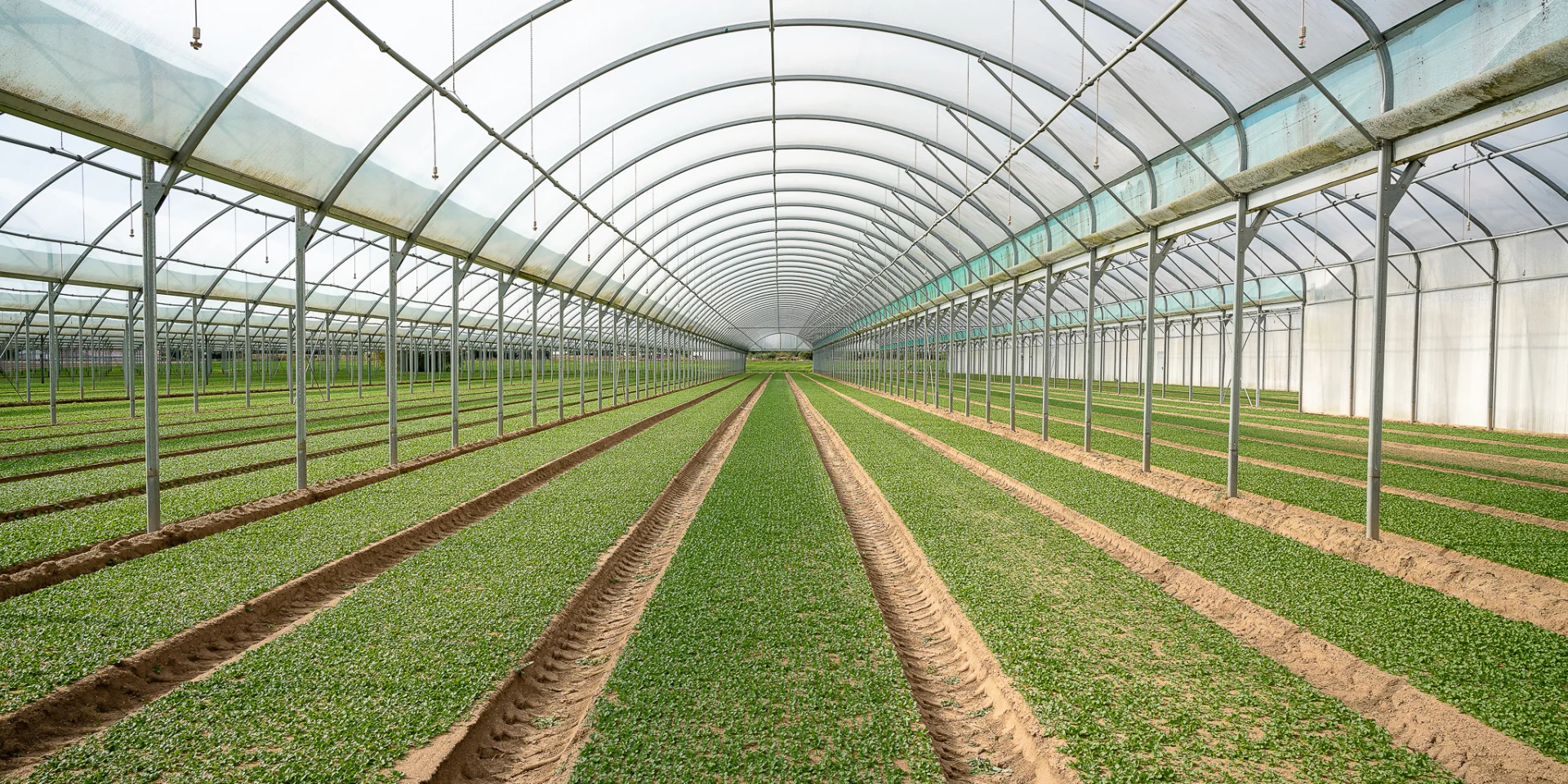 Market gardening and local flavours: lamb's lettuce greenhouses in Loroux-Bottereau