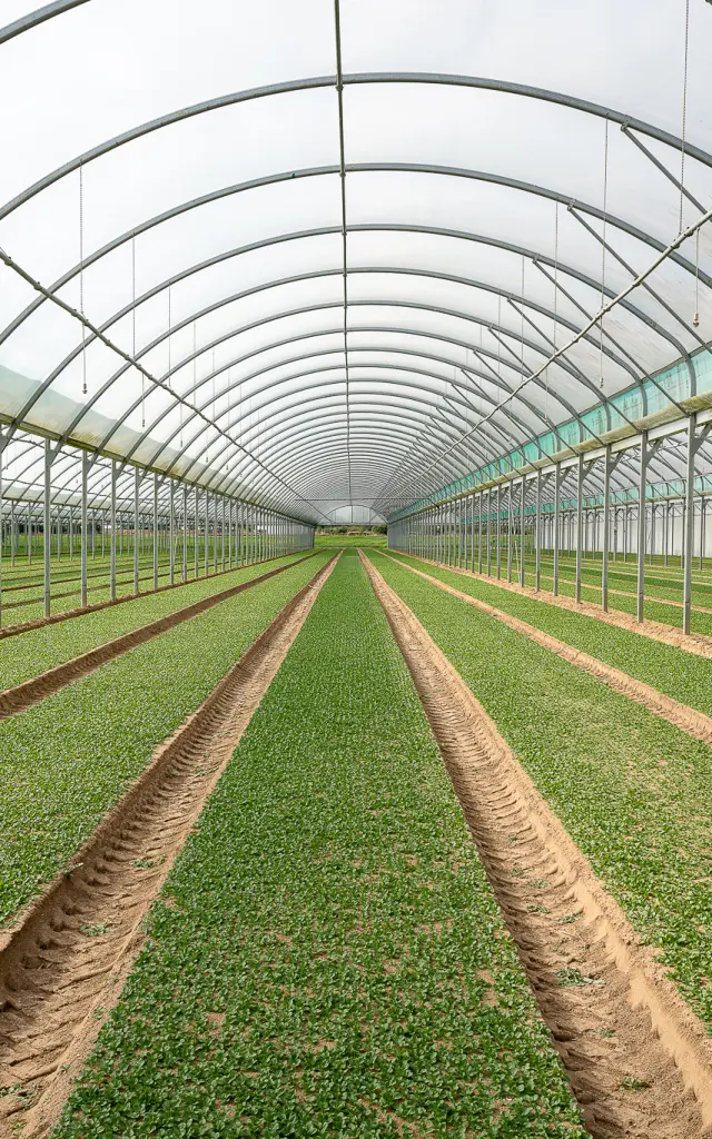 Market gardening and local flavours: lamb's lettuce greenhouses in Loroux-Bottereau
