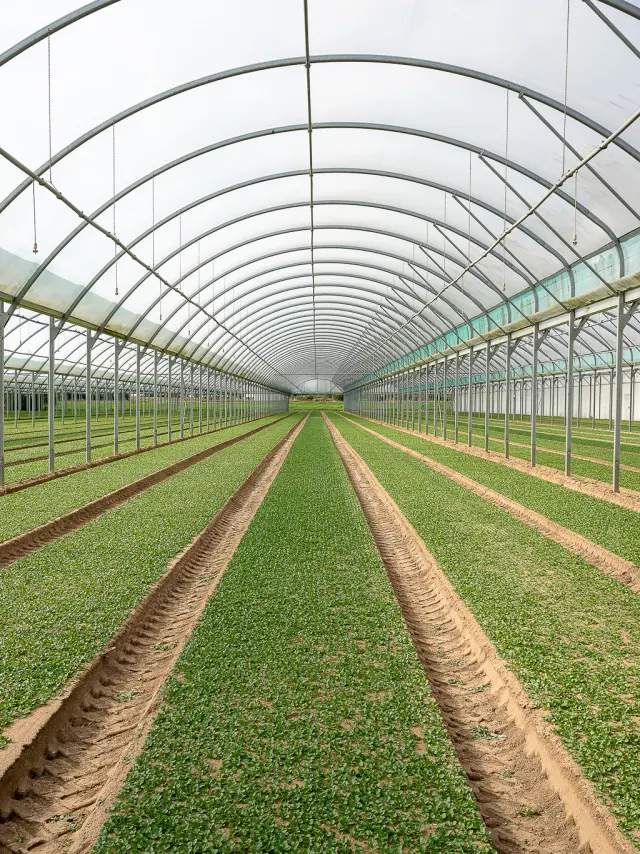 Market gardening and local flavours: lamb's lettuce greenhouses in Loroux-Bottereau