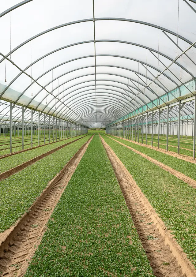Market gardening and local flavours: lamb's lettuce greenhouses in Loroux-Bottereau