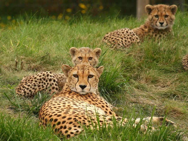 Our must-sees: Boissière du Doré Zoo