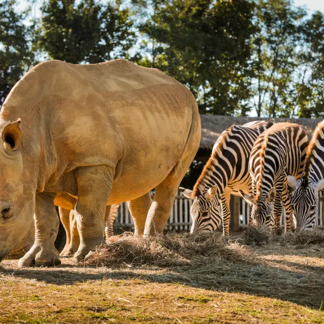 The vineyard from a child's point of view : Camp at the Boissière du Doré Zoo