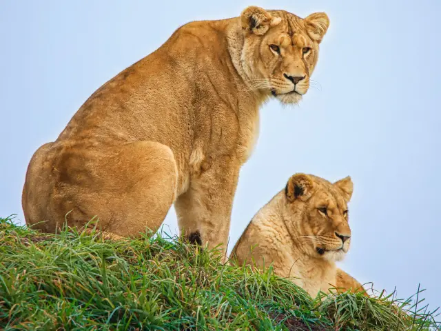 Parcs animaliers et fermes pédagogiques du Vignoble Nantais : le zoo de la Boissière-du-Doré