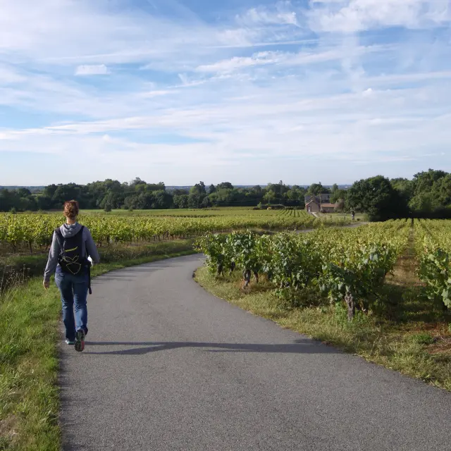2016 Paysages Vignes Lelandreauotvn Levignoblenantes 5