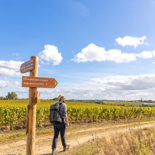 Randonnée & itinérance, Randonnée pédestre dans le Vignoble Nantais : Butte de la Roche, randonnée près de Nantes