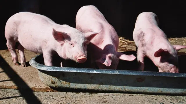 Parcs animaliers et fermes pédagogiques du Vignoble Nantais : Ferme Pedagogique La Pequiniere