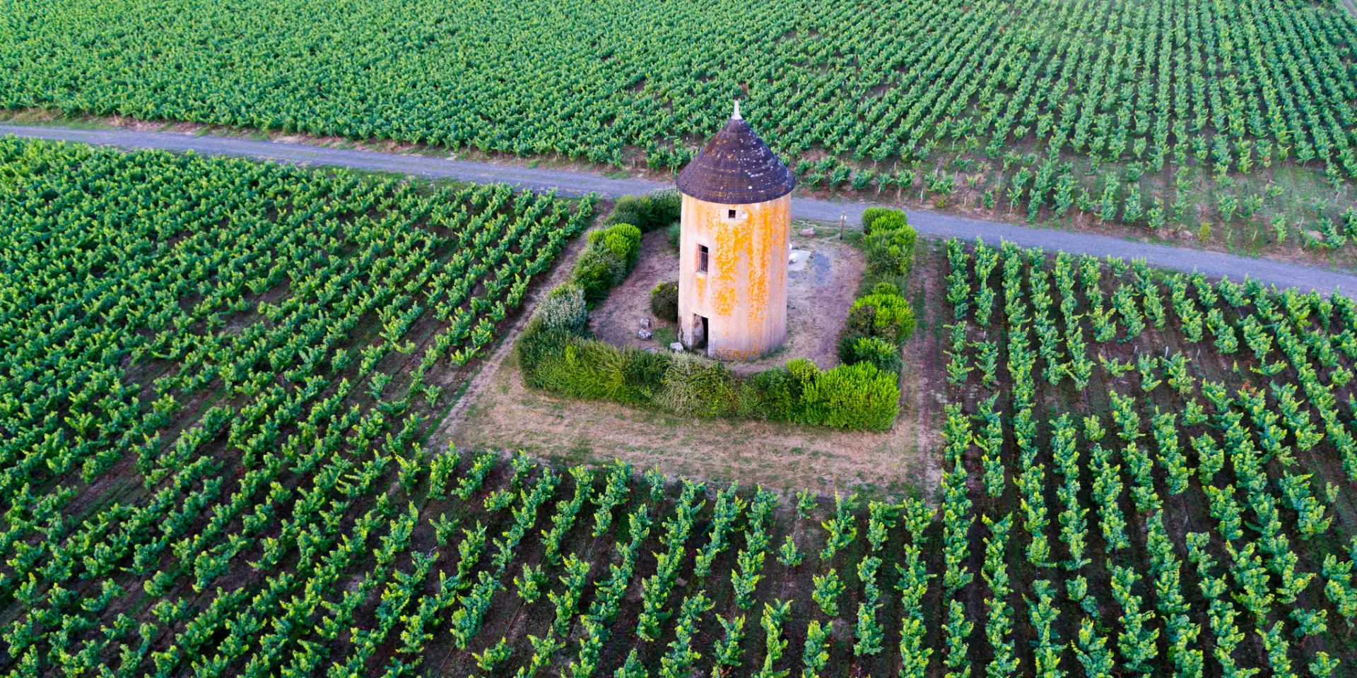 photo of the Nantes vineyards at sunset in Monniere, at the moulin de la miniere