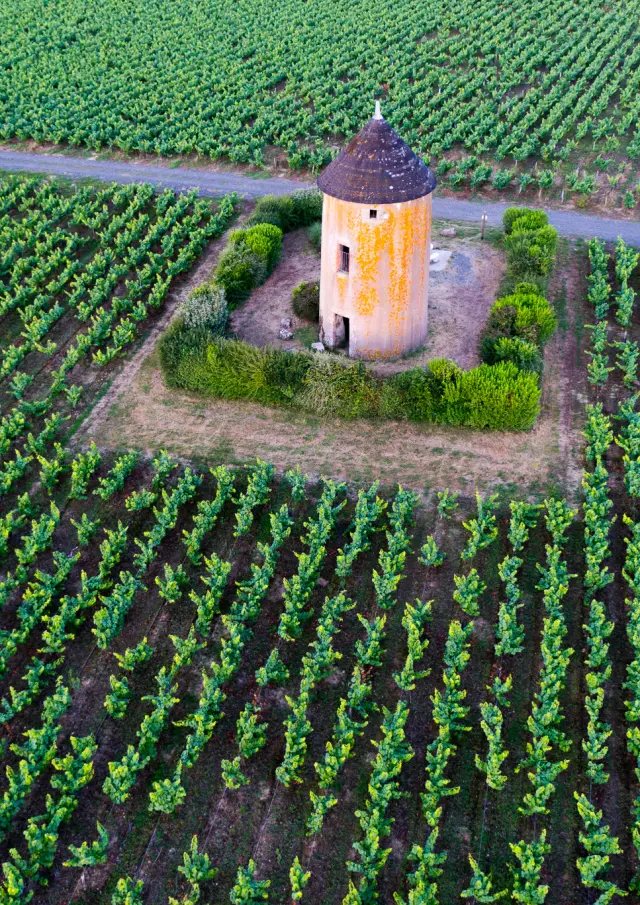 photo of the Nantes vineyards at sunset in Monniere, at the moulin de la miniere