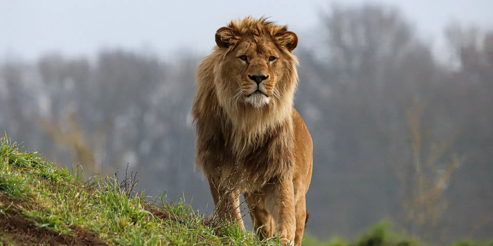 Parcs animaliers et fermes pédagogiques du Vignoble Nantais : le zoo de la Boissière-du-Doré