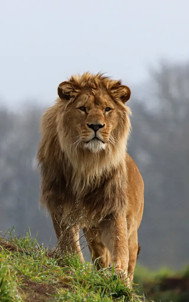 Parcs animaliers et fermes pédagogiques du Vignoble Nantais : le zoo de la Boissière-du-Doré