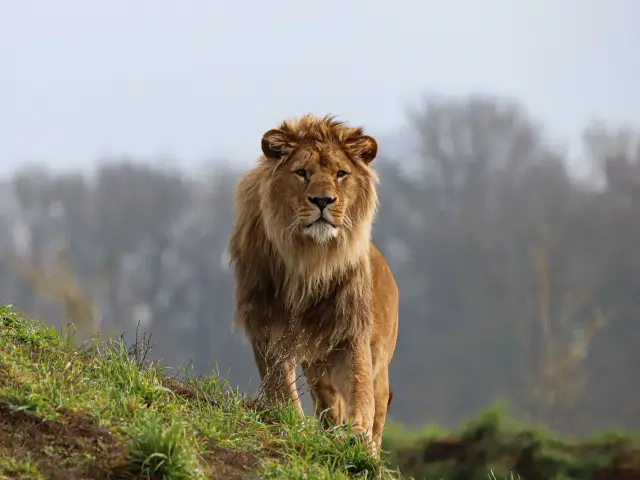 Parcs animaliers et fermes pédagogiques du Vignoble Nantais : le zoo de la Boissière-du-Doré
