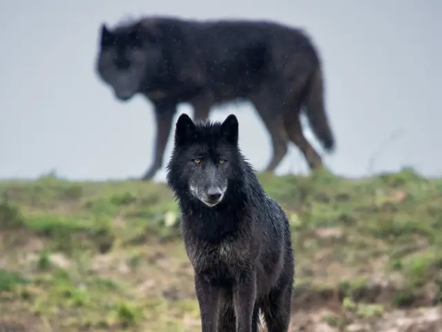 Parcs animaliers et fermes pédagogiques du Vignoble Nantais : le zoo de la Boissière-du-Doré