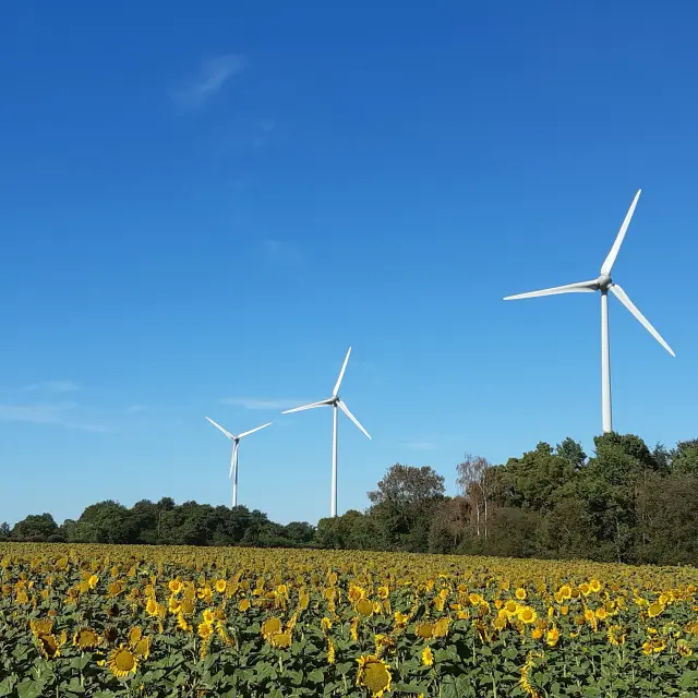 Wind Farm And Rotated Sunflowers
