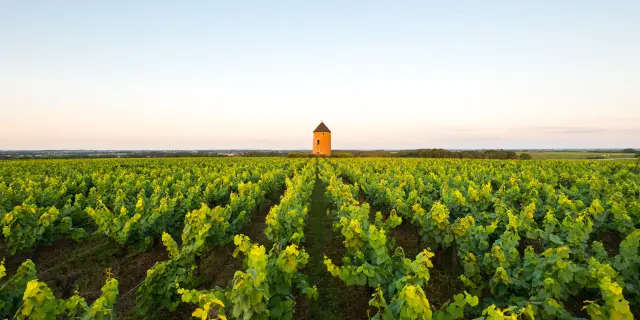 photo of the Nantes vineyards at sunset in Monniere, at the moulin de la miniere