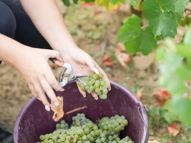 Domaine Ménard-Gaborit