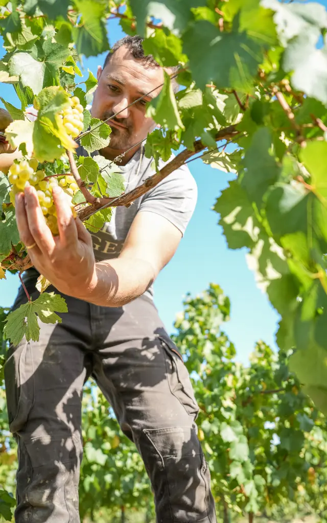 Vivez les vendanges 2026 dans le Vignoble Nantais : domaines ouverts, expériences en famille, moments de partage au cœur du Muscadet. Vendanges au Domaine Ménard-Gaborit en 2025