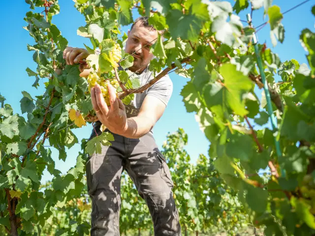 Vivez les vendanges 2026 dans le Vignoble Nantais : domaines ouverts, expériences en famille, moments de partage au cœur du Muscadet. Vendanges au Domaine Ménard-Gaborit en 2025
