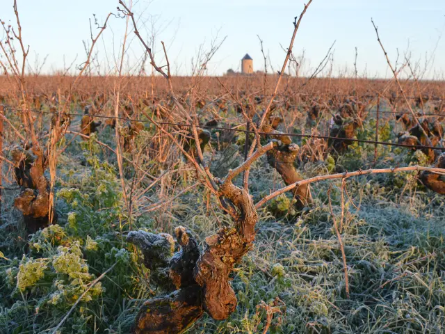 Maridajes para comidas festivas: 3 recetas de invierno que sacan lo mejor de nuestras añadas locales.