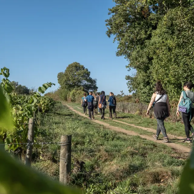 Vignoble Nantais┬®adrien Vilarem Web 1897