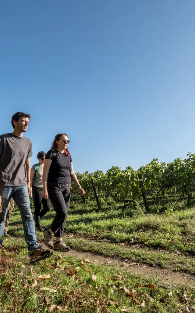 Hiking in the Vignoble Nantais : A thirst for nature at Maisdon-sur-Sèvre, hiking near Nantes