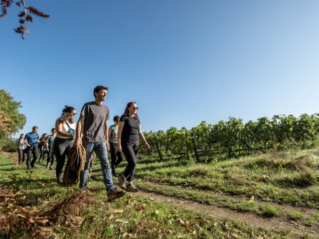 Hiking in the Vignoble Nantais : A thirst for nature at Maisdon-sur-Sèvre, hiking near Nantes