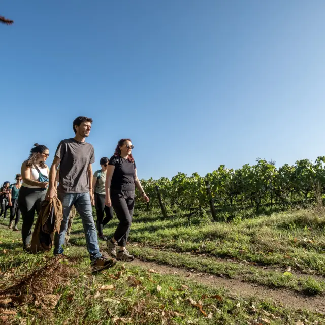Randonnée & itinérance, Randonnée pédestre dans le Vignoble Nantais : Soif de nature à Maisdon-sur-Sèvre, randonnée près de Nantes