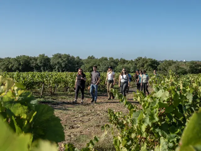 Vignoble Nantais┬®adrien Vilarem Web 1961 1