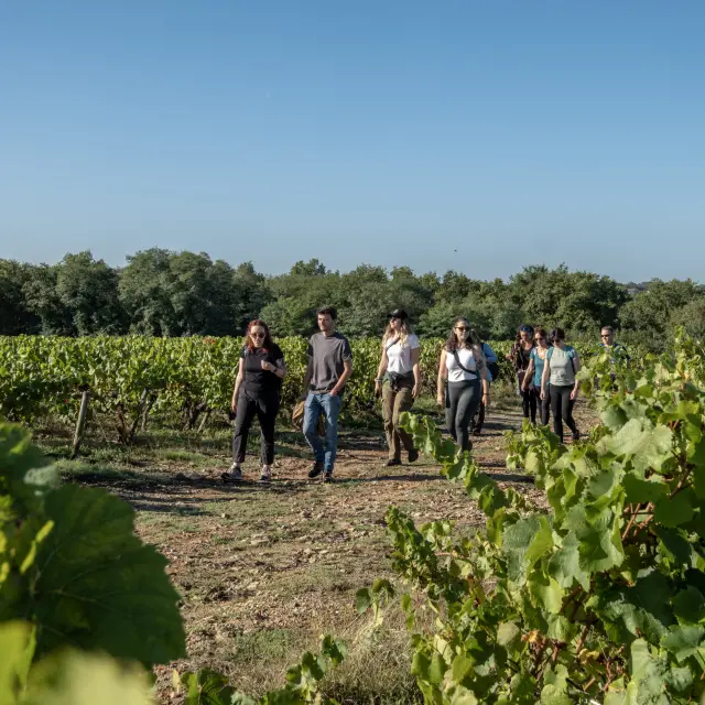 Hiking in the Vignoble Nantais : A thirst for nature at Maisdon-sur-Sèvre, hiking near Nantes