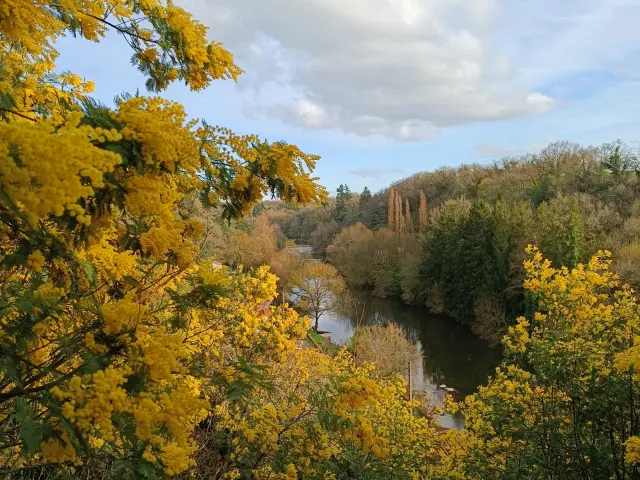 Boussay Coteau Sautejeau Mimosa 1