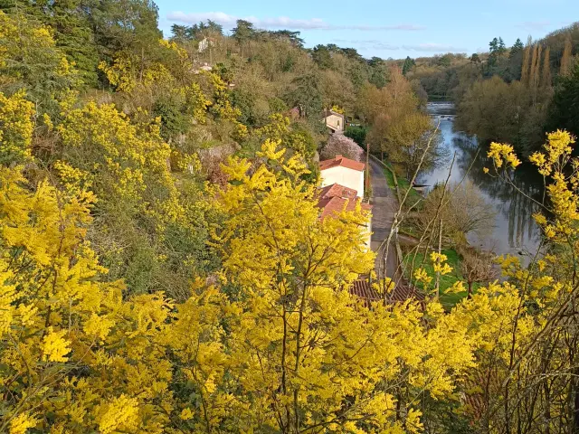 Boussay Coteau Sautejeau Mimosa 3