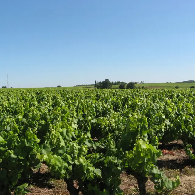 Circuit Chateau Noe Vallet Levignobledenantes Tourisme