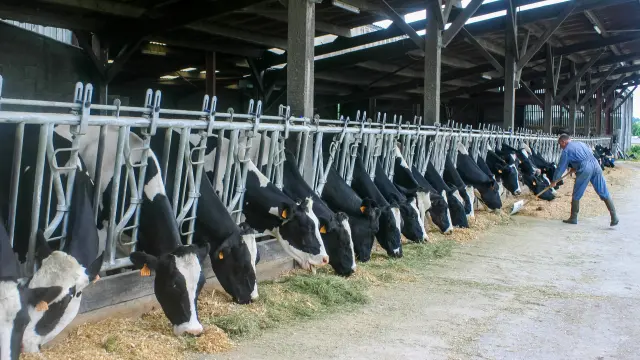 Parcs animaliers et fermes pédagogiques du Vignoble Nantais : Ferme Pedagogique La Pequiniere