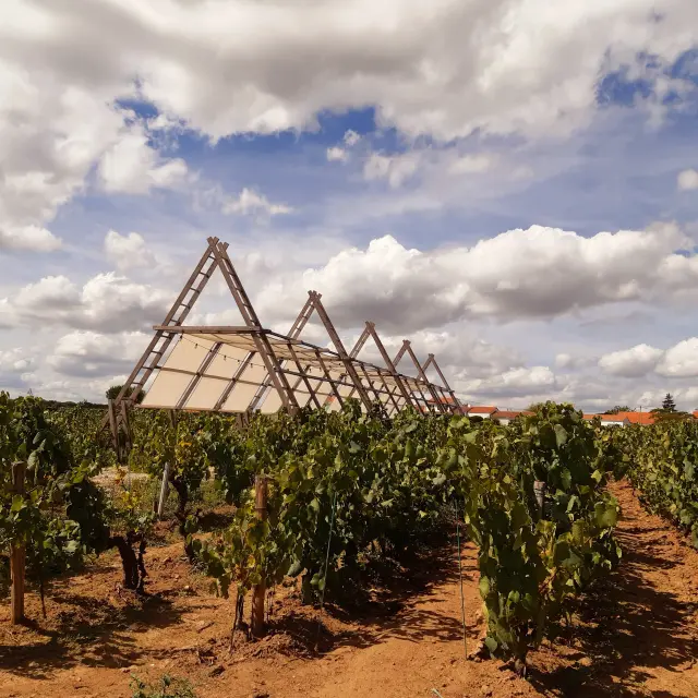 Guinguette Vignes Chauviniere
