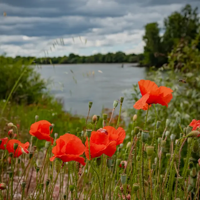 La Loire A Velo et l'itinérence vélo en bord de Loire avec Sylvain Le Bourdonnec du blog Ma vie en Loire-Atlantique
